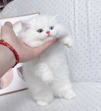 Munchkin Longhair
