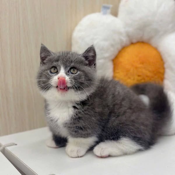Munchkin