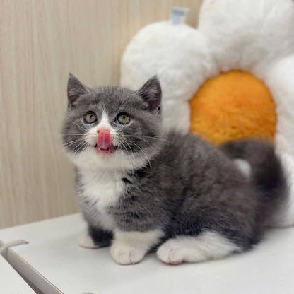 Munchkin