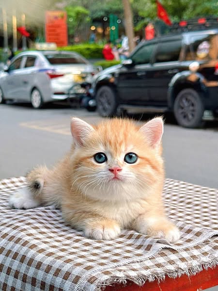 British Shorthair