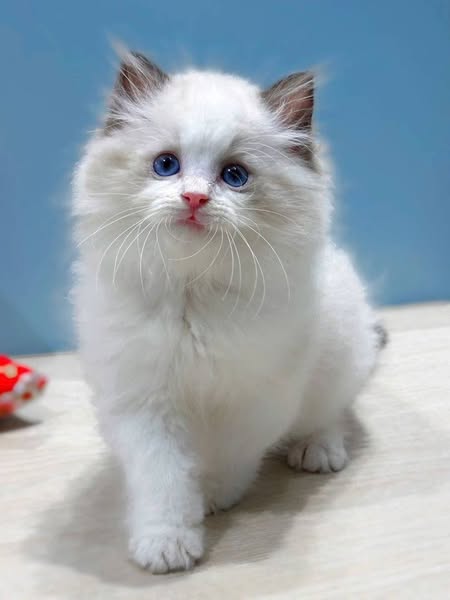 Ragdoll