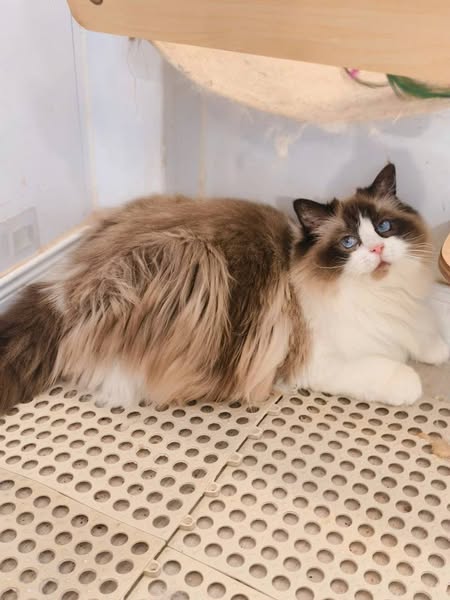 Ragdoll