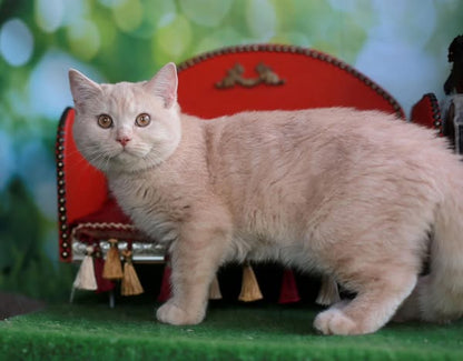 British Shorthair