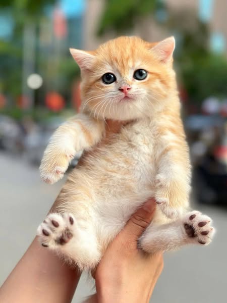 British Shorthair