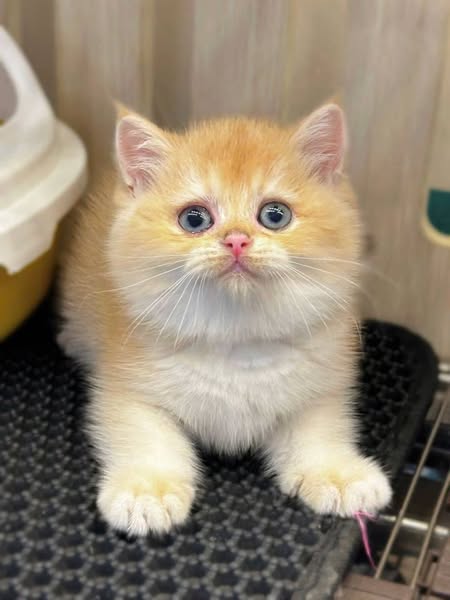 British Shorthair