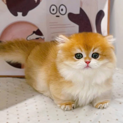 Munchkin Longhair