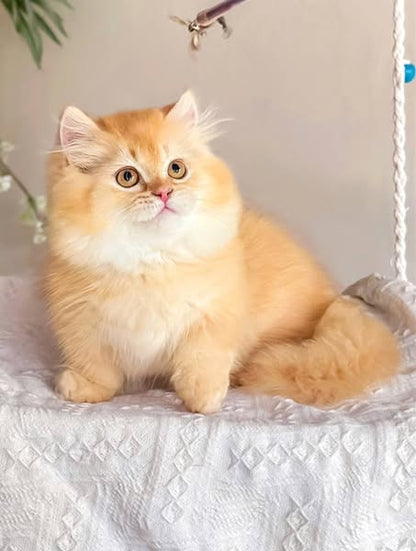 Munchkin