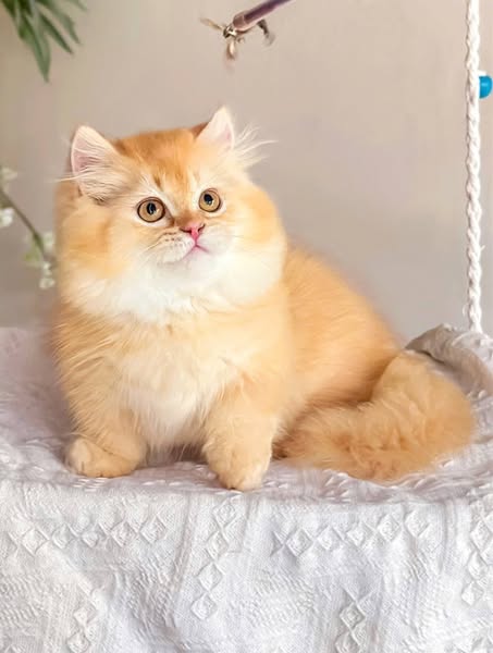 Munchkin
