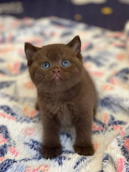British Shorthair
