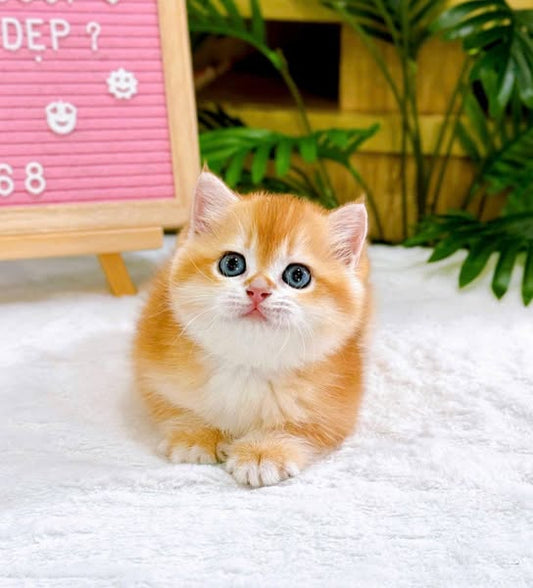 British Shorthair