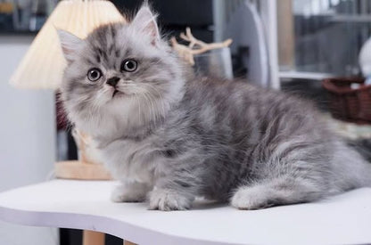 Munchkin Longhair