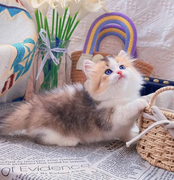 Munchkin Longhair