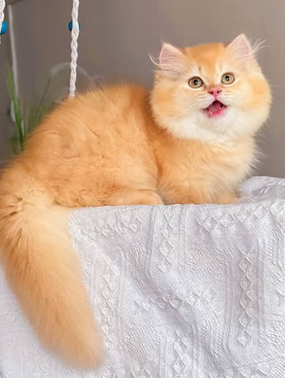 Munchkin