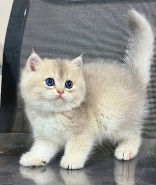 British Shorthair