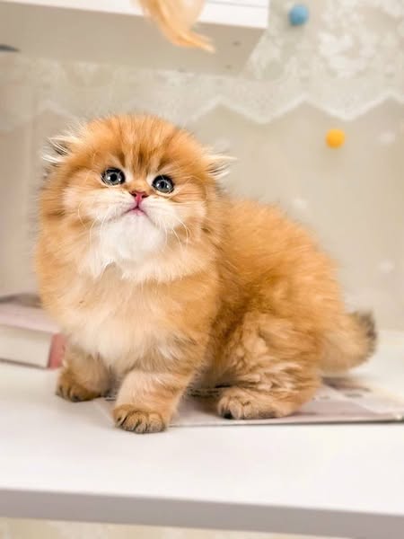 Scottish Fold