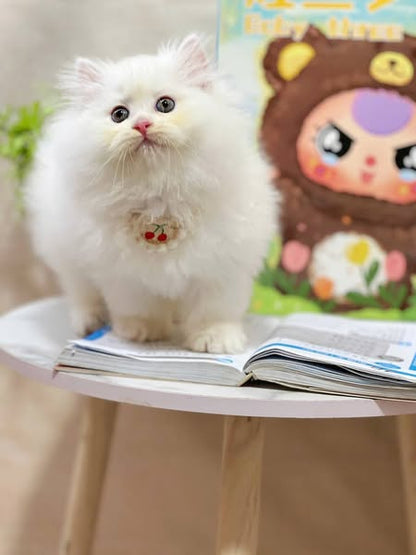 British Longhair