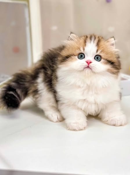 British Longhair
