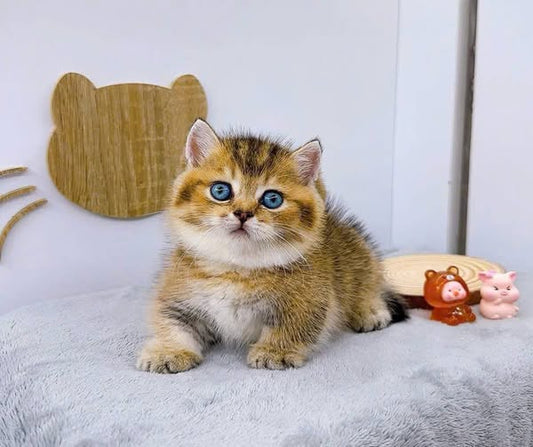 Munchkin