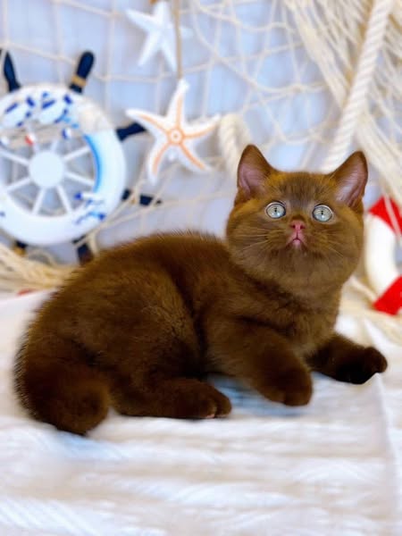 British Shorthair