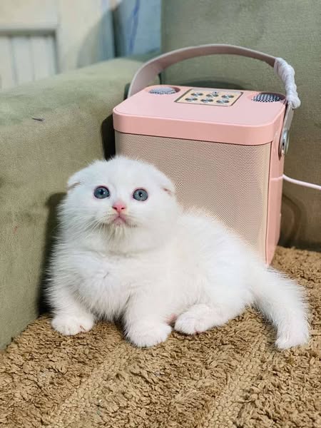 Munchkin Fold