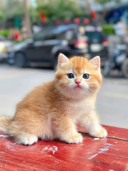 British Shorthair