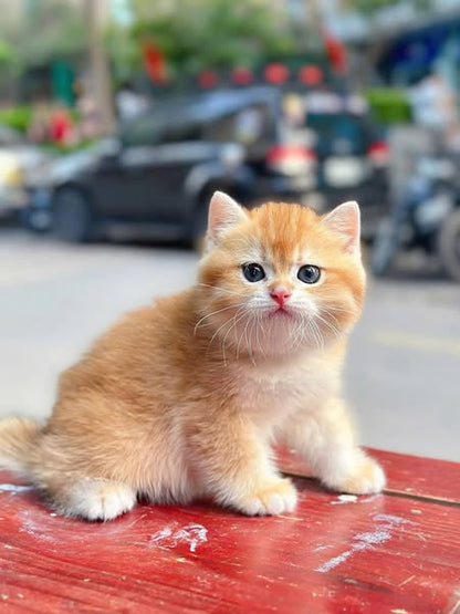British Shorthair