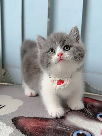 Munchkin