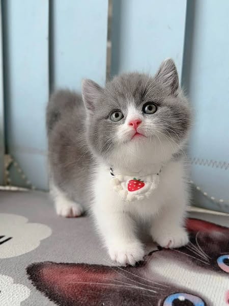 Munchkin