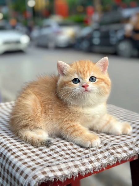 British Shorthair