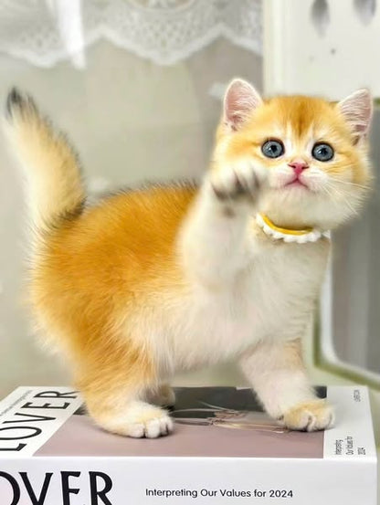 British Shorthair