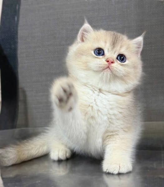 British Shorthair
