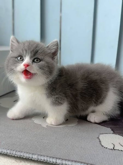 Munchkin
