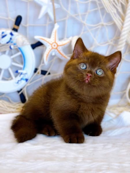 British Shorthair