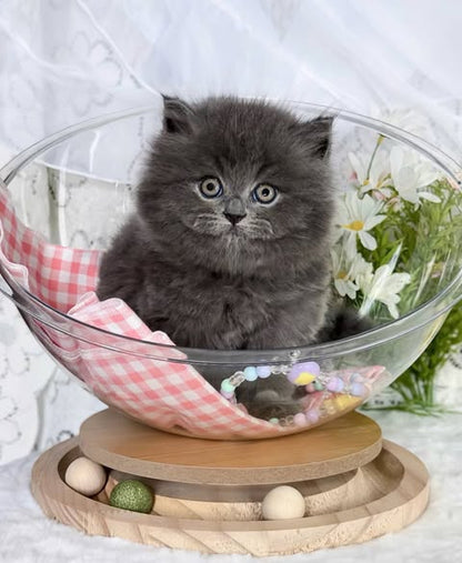 British Longhair