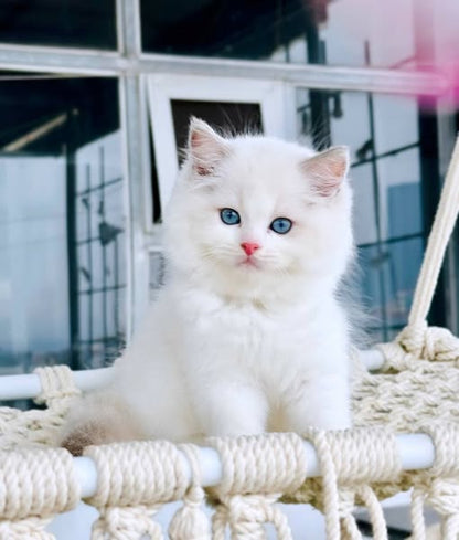 Ragdoll