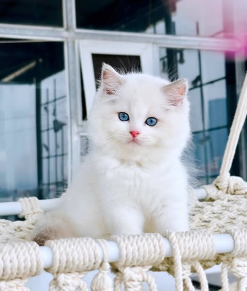 Ragdoll