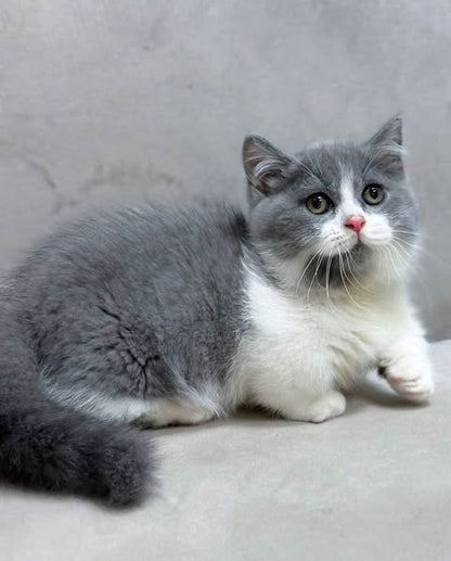 Munchkin