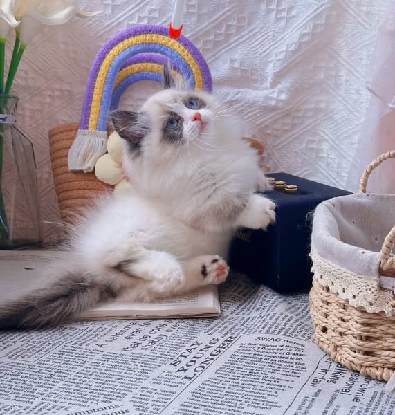 Ragdoll