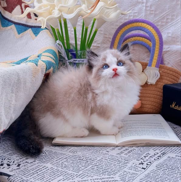 Ragdoll