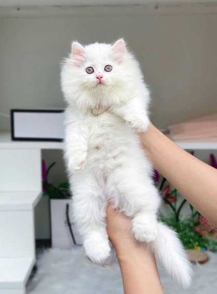 British Longhair