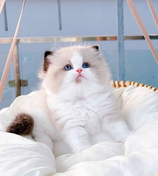 Ragdoll