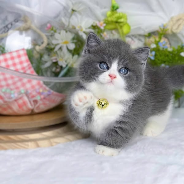 British Shorthair