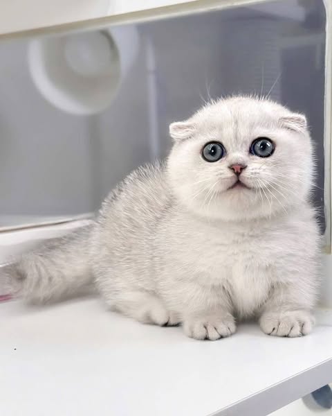 Munchkin Fold