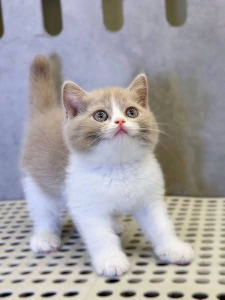 British Shorthair