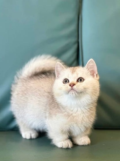 Munchkin