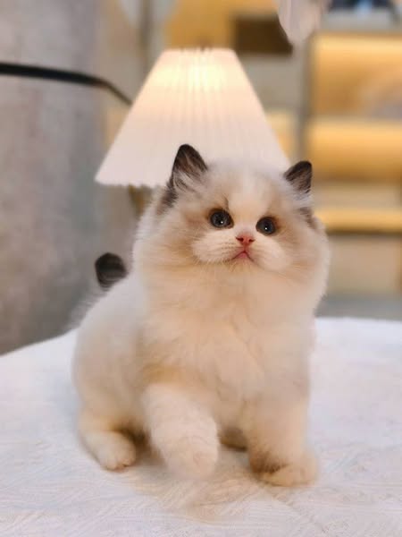 Ragdoll