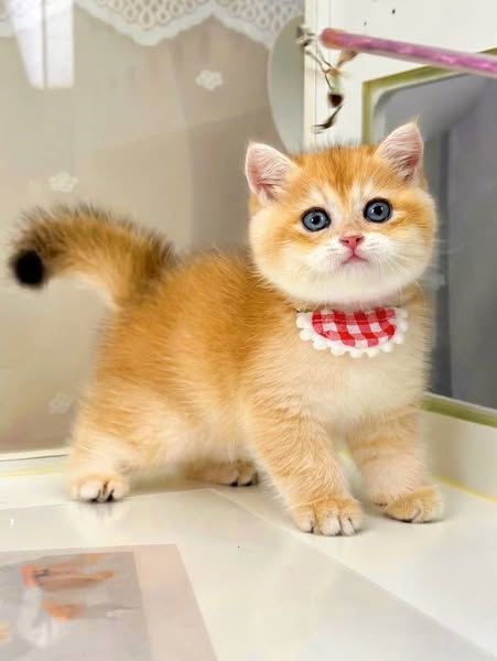 British Shorthair