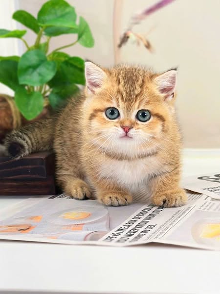 Munchkin