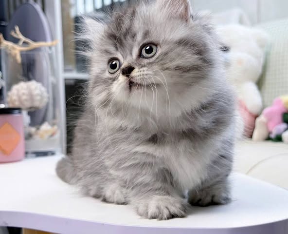 Munchkin Longhair