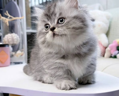 Munchkin Longhair